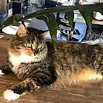 Chat, Felidae, Carnivore, Moustaches, Chair, Small To Medium-sized Cats, Museau, Poil, Queue, Patte, Domestic Short-haired Cat, Home Appliance, Assis, Terrestrial Animal, Griffe, Kitchen Appliance, Arbre