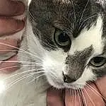 Chat, Yeux, Felidae, Carnivore, Small To Medium-sized Cats, Oreille, Moustaches, Comfort, Museau, Close-up, Patte, Poil, Domestic Short-haired Cat, Nail, Terrestrial Animal, Griffe, Sieste, LÃ©gende de la photo, Sleep, Comfort Food
