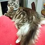 Chat, Carnivore, Felidae, Small To Medium-sized Cats, Moustaches, Museau, Patte, Maine Coon, Domestic Short-haired Cat, Griffe, Queue, FenÃªtre, Poil, Comfort, Terrestrial Animal