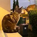 Chat, Plante, Felidae, Waste Container, Ciel, Carnivore, Waste Containment, FenÃªtre, Bois, Small To Medium-sized Cats, Arbre, Moustaches, Tints And Shades, Herbe, Road Surface, Queue, Domestic Short-haired Cat, Poil, Roof, Home