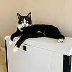 Chat, Yeux, Felidae, Carnivore, Comfort, Small To Medium-sized Cats, Rectangle, Moustaches, Queue, Box, Pedestal, Packaging And Labeling, Domestic Short-haired Cat, Formal Wear, Hardwood, Cardboard, Assis, Pet Supply, Bois