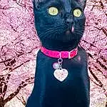 Plante, Chat, Blanc, Light, Felidae, Green, Bleu, Arbre, Small To Medium-sized Cats, Carnivore, Collar, Moustaches, Rose, Herbe, Bombay, Museau, Queue, Magenta, Chats noirs