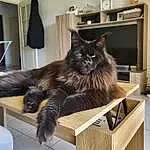 Chat, Felidae, Carnivore, Moustaches, Small To Medium-sized Cats, Bois, Faon, Queue, Hardwood, Domestic Short-haired Cat, Griffe, Poil, Chats noirs, Room, Metal, Art, Wing, Terrestrial Animal
