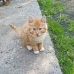 Chat, Felidae, Carnivore, Road Surface, Small To Medium-sized Cats, Asphalt, Moustaches, Bois, Faon, Sidewalk, Herbe, Queue, Road, Museau, Art, Groundcover, Poil, Terrestrial Animal, Domestic Short-haired Cat, Plante