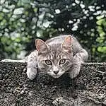 Chat, Carnivore, Felidae, Plante, Moustaches, Small To Medium-sized Cats, Arbre, Faon, Herbe, Terrestrial Animal, Museau, Queue, Domestic Short-haired Cat, Soil, Poil, Bois, Trunk, Art, Plant Stem