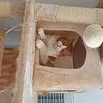 Chat, Bois, Faon, Pet Supply, Beige, Carnivore, Shelf, Linens, Felidae, Wool, Cat Supply, Creative Arts, Stairs, Small To Medium-sized Cats, Poil, Peach, Pattern, Weaving, Ceiling