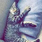 Chat, Comfort, Textile, Carnivore, Felidae, Small To Medium-sized Cats, Grey, Moustaches, Queue, Museau, Poil, Electric Blue, Patte, Domestic Short-haired Cat, Sieste, Assis, Griffe, Foot, Sleep, Square