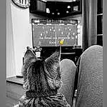 Black, Black-and-white, Comfort, Grey, Style, Carnivore, Small To Medium-sized Cats, Felidae, Noir & Blanc, Monochrome, Moustaches, Room, Poil, Human Leg, Assis, Television Set, Television, House, Picture Frame