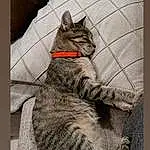 Chat, Felidae, Carnivore, Small To Medium-sized Cats, Grey, Moustaches, Comfort, Art, Museau, Queue, Domestic Short-haired Cat, Poil, Terrestrial Animal, Patte, Griffe, LÃ©gende de la photo, Assis, Painting, Illustration, Chats noirs