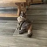 Chat, Felidae, Bois, Carnivore, Small To Medium-sized Cats, Grey, Moustaches, Faon, Hardwood, Wood Stain, Laminate Flooring, Museau, Queue, Cabinetry, Terrestrial Animal, Plank, Wood Flooring, Domestic Short-haired Cat