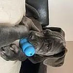 Head, Human Body, Oreille, Sculpture, Chien, Gesture, Grey, Comfort, Glove, Stuffed Toy, Museau, Jouets, Electric Blue, Art, Race de chien, Personal Protective Equipment, Statue, Working Animal, Fashion Accessory, Thumb