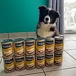 Chien, Dog Supply, Tin, Carnivore, Pet Supply, Chien de compagnie, Pet Food, Tin Can, Race de chien, Gas, Packaging And Labeling, Toy Dog, Aluminum Can, Dog Food, Drink, Box, Canidae, Carton, Animal Feed