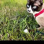 Photograph, Chat, Felidae, Carnivore, Plante, Small To Medium-sized Cats, Moustaches, Herbe, People In Nature, Terrestrial Animal, Grassland, Queue, Museau, Flash Photography, Happy, Domestic Short-haired Cat, Poil, Prairie, Hierochloe, Pasture