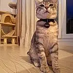 Chat, Carnivore, FenÃªtre, Bois, Small To Medium-sized Cats, Felidae, Moustaches, Faon, Chair, Museau, Queue, Patte, Domestic Short-haired Cat, Poil, Hardwood, Curtain, Assis, Pattern