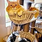 Chat, Carnivore, Felidae, Textile, Moustaches, Small To Medium-sized Cats, Faon, Bois, Comfort, Cat Supply, Poil, Queue, Domestic Short-haired Cat, Box, Linens, Basket, Stuffed Toy, Room, Art, Cardboard