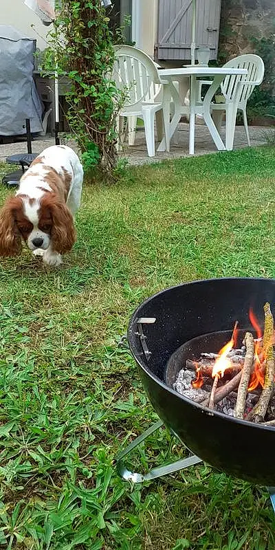 Chien, Plante, Race de chien, Carnivore, Herbe, Fire, Chien de compagnie, Faon, Flame, Charcoal, Heat, Gas, Cooking, Camping, Cookware And Bakeware, Fireplace, Pelouse, Outdoor Grill, Campfire, Canidae