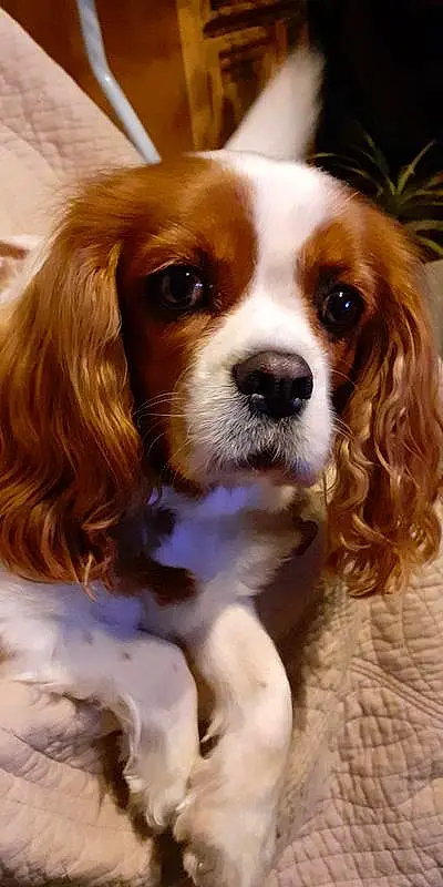 Chien, Race de chien, Carnivore, Liver, Chien de compagnie, Faon, Museau, Cavalier King Charles Spaniel, Toy Dog, Moustaches, Canidae, Working Animal, Poil, King Charles Spaniel, Ã‰pagneul, Terrestrial Animal
