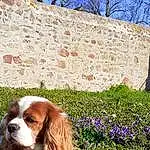 Chien, Plante, Carnivore, Race de chien, Liver, Herbe, People In Nature, Chien de compagnie, Faon, Groundcover, Museau, Fleur, Ã‰pagneul, Terrestrial Animal, Natural Landscape, Cavalier King Charles Spaniel, Shrub, Canidae, Gun Dog