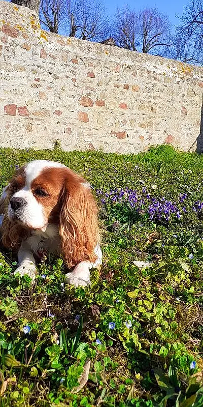 Chien, Plante, Carnivore, Race de chien, Liver, Herbe, People In Nature, Chien de compagnie, Faon, Groundcover, Museau, Fleur, Ã‰pagneul, Terrestrial Animal, Natural Landscape, Cavalier King Charles Spaniel, Shrub, Canidae, Gun Dog
