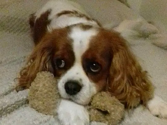 Chien, Carnivore, Race de chien, Liver, Faon, Chien de compagnie, Ã‰pagneul, Cavalier King Charles Spaniel, Museau, Working Animal, Jouets, Bored, Canidae, Poil, Terrestrial Animal, Toy Dog, King Charles Spaniel, Biting, Gun Dog