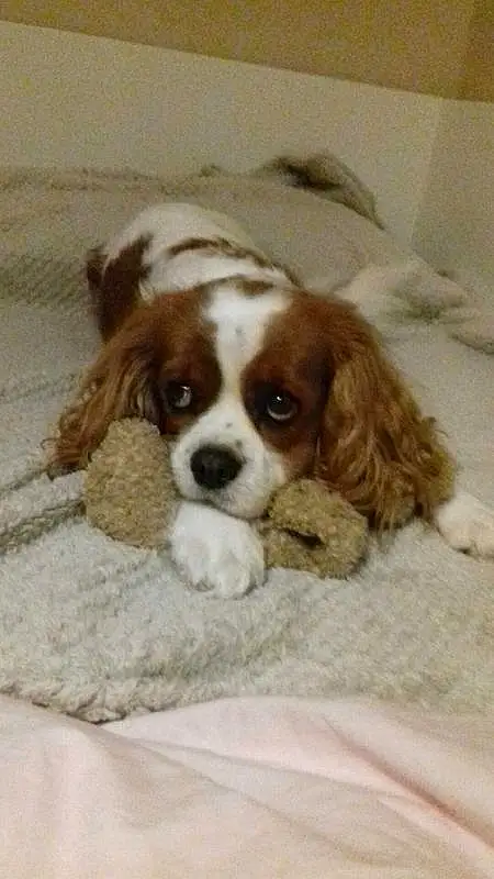 Chien, Carnivore, Race de chien, Liver, Faon, Chien de compagnie, Ã‰pagneul, Cavalier King Charles Spaniel, Museau, Working Animal, Jouets, Bored, Canidae, Poil, Terrestrial Animal, Toy Dog, King Charles Spaniel, Biting, Gun Dog