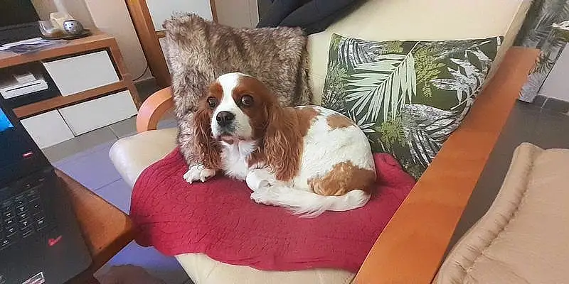 Chien, Meubles, Chair, Comfort, Carnivore, Liver, Race de chien, Couch, Faon, Chien de compagnie, Bois, Living Room, Picture Frame, Hardwood, Cavalier King Charles Spaniel, Ã‰pagneul, Bored, Working Animal