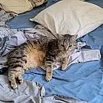 Chat, Comfort, Carnivore, Textile, Felidae, Grey, Moustaches, Small To Medium-sized Cats, Linens, Domestic Short-haired Cat, Poil, Terrestrial Animal, Queue, Sieste, Pattern, Griffe, Duvet, Bedding, Bed Sheet
