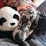 Chien, Carnivore, Race de chien, Faon, Working Animal, Chien de compagnie, Comfort, Museau, Terrestrial Animal, Poil, Jouets, Dalmatian, Panda, Moustaches, Baballe, Working Dog, Stuffed Toy, Non-sporting Group, Metal