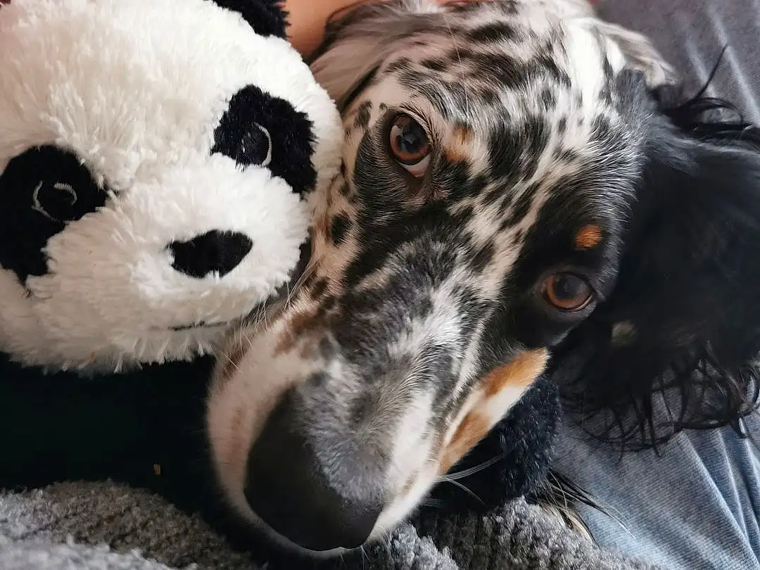 Chien, Carnivore, Race de chien, Faon, Working Animal, Chien de compagnie, Comfort, Museau, Terrestrial Animal, Poil, Jouets, Dalmatian, Panda, Moustaches, Baballe, Working Dog, Stuffed Toy, Non-sporting Group, Metal