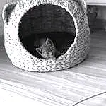 Chat, Bois, Cat Bed, Basket, Grey, Felidae, Carnivore, Cat Supply, Moustaches, Rope, Wicker, Small To Medium-sized Cats, Audio Equipment, Museau, Terrestrial Animal, Pet Supply, Automotive Tire, Herbe, Hardwood, Plywood