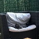 Meubles, Comfort, Grey, Carnivore, Rectangle, Linens, Pet Supply, Felidae, Bag, Room, Outdoor Furniture, Chat, Baby Products, Couch, Cat Supply, Infant Bed, Luggage And Bags, Bedding, Sieste, Mesh