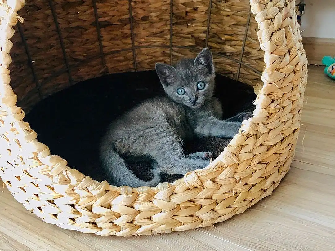 Chat, Felidae, Cat Bed, Carnivore, Pet Supply, Basket, Cat Supply, Small To Medium-sized Cats, Grey, Bois, Moustaches, Comfort, Wicker, Queue, Circle, Domestic Short-haired Cat, Poil, Cat Furniture, Home Accessories, Cage
