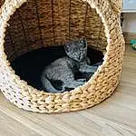Chat, Felidae, Cat Bed, Carnivore, Pet Supply, Basket, Cat Supply, Small To Medium-sized Cats, Grey, Bois, Moustaches, Comfort, Wicker, Queue, Circle, Domestic Short-haired Cat, Poil, Cat Furniture, Home Accessories, Cage