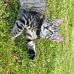 Chat, Plante, Felidae, Carnivore, Small To Medium-sized Cats, Moustaches, Faon, Herbe, Terrestrial Animal, Groundcover, Queue, Museau, Pelouse, Poil, Domestic Short-haired Cat, Patte, Arbre, Griffe, Pattern
