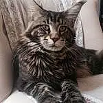 Chat, Yeux, Felidae, Comfort, Carnivore, Small To Medium-sized Cats, Moustaches, Grey, Museau, Queue, Patte, Poil, Domestic Short-haired Cat, Griffe, Terrestrial Animal, Assis, Arbre, Picture Frame, Maine Coon