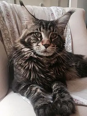 Nom Maine Coon Chat Mephisto