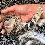 Hand, Chat, Felidae, Finger, Moustaches, Gesture, Small To Medium-sized Cats, Nail, Herbe, Terrestrial Animal, Museau, Close-up, Poil, Patte, Domestic Short-haired Cat, Soil, Thumb, Griffe