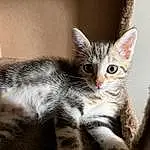 Chat, Yeux, Felidae, Carnivore, Small To Medium-sized Cats, Iris, Moustaches, Oreille, Museau, Curious, Comfort, Queue, Patte, Griffe, Domestic Short-haired Cat, Poil, Assis, Terrestrial Animal, Foot