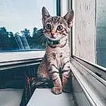 Chat, Jambe, FenÃªtre, Felidae, Carnivore, Ciel, Grey, Small To Medium-sized Cats, Moustaches, Tints And Shades, Arbre, Queue, Museau, Patte, Poil, Metal, Domestic Short-haired Cat, Road, Windshield