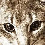 Nez, Chat, Felidae, Carnivore, Small To Medium-sized Cats, Iris, Moustaches, Style, Oreille, Museau, Noir & Blanc, Monochrome, Close-up, Poil, Terrestrial Animal, Domestic Short-haired Cat, Darkness, Stock Photography, Illustration