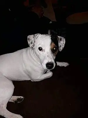 Nom Jack Russell Chien London