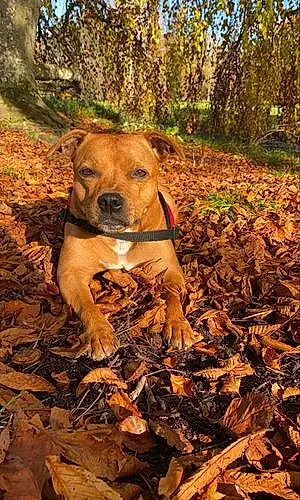 Nom Staffordshire Bull Terrier Chien Only