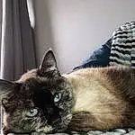 Chat, Felidae, Comfort, Carnivore, FenÃªtre, Small To Medium-sized Cats, Textile, Moustaches, Curtain, Museau, Poil, Room, Domestic Short-haired Cat, Linens, Cat Supply, Sieste, Queue, Window Treatment, Griffe, Siamois