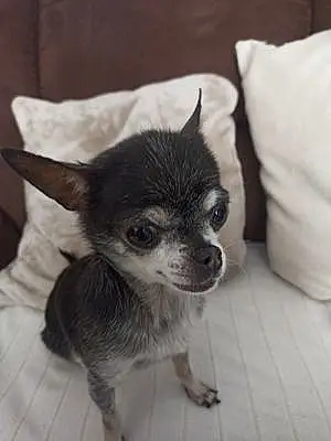 Nom Chihuahua Chien Lexie