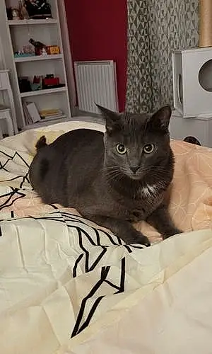 Nom Chartreux Chat Canaille