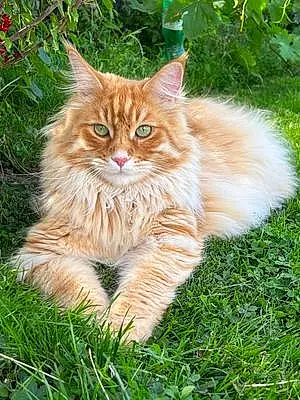 Nom Maine Coon Chat Pao