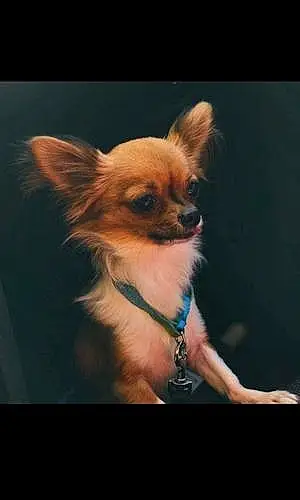 Prénom Chihuahua Chien Olympe