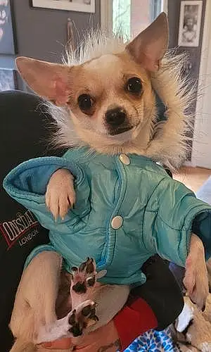 Chihuahua Chien Juliette