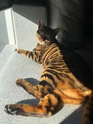 Nom Bengal Chat Penny