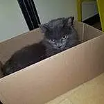 Chat, Carnivore, Felidae, Grey, Small To Medium-sized Cats, Bois, Moustaches, Hardwood, Rectangle, Domestic Short-haired Cat, Queue, Metal, Box, Packaging And Labeling, Room, Cardboard, Poil, Paper Product